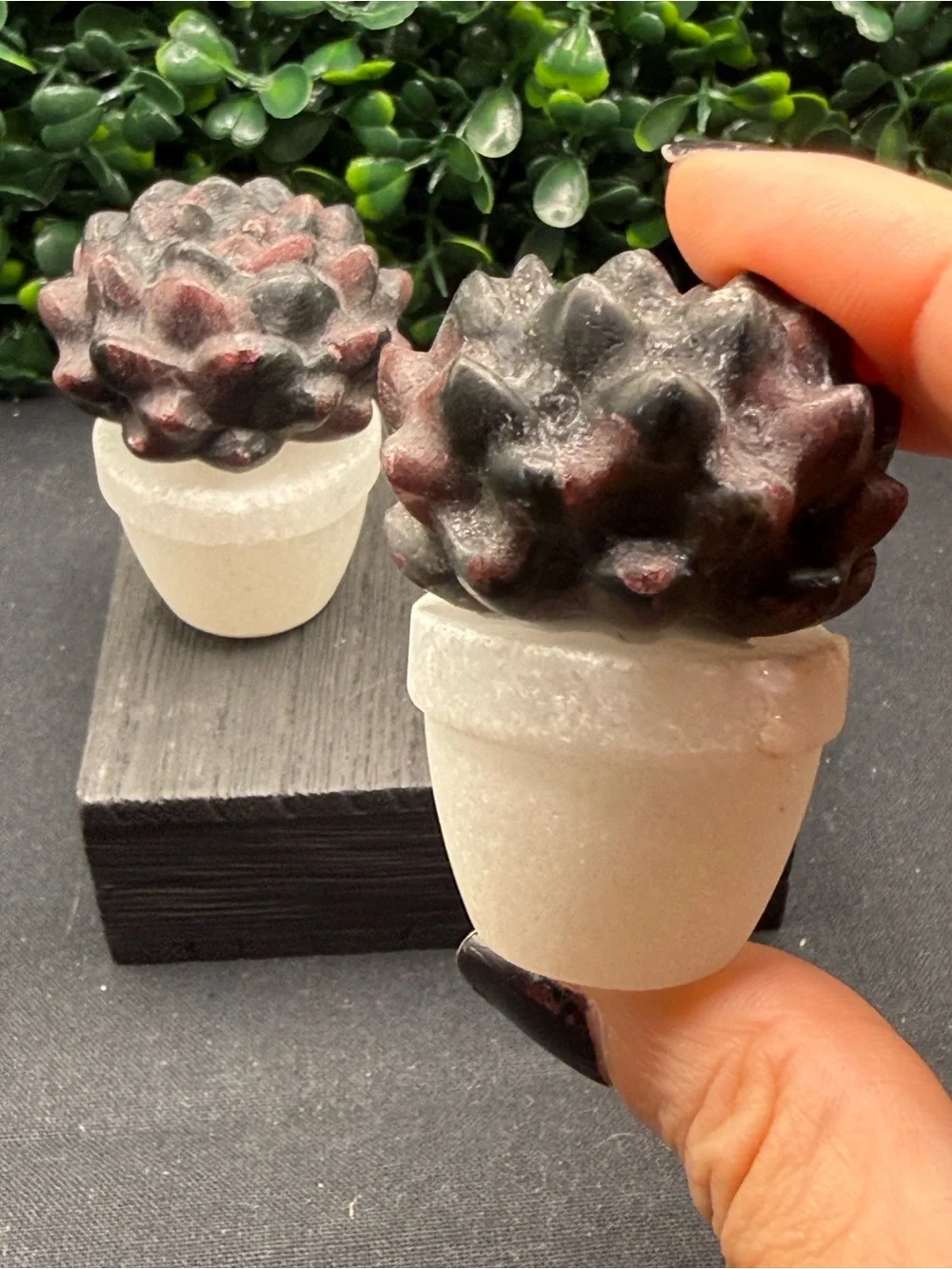 Adorable Garnet Succulent in White Jade Pot